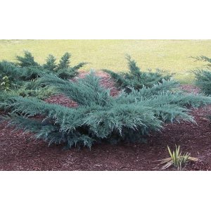 Borievka virdžínska (Juniperus virginiana) ´GREY OWL´, výška/previs  40-70 cm, kont. C20L